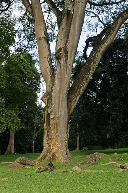 Kandy-Botanical garden-039